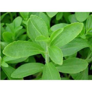 GMP Standard Pharmazeutische Inhaltsstoffe Stevia Blatt Extrakte 90% Min. HPLC